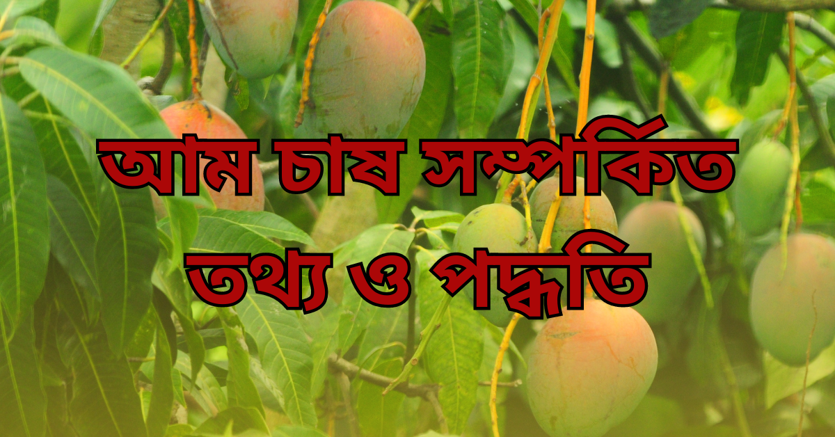 আম চাষ সম্পর্কিত তথ্য ও পদ্ধতি