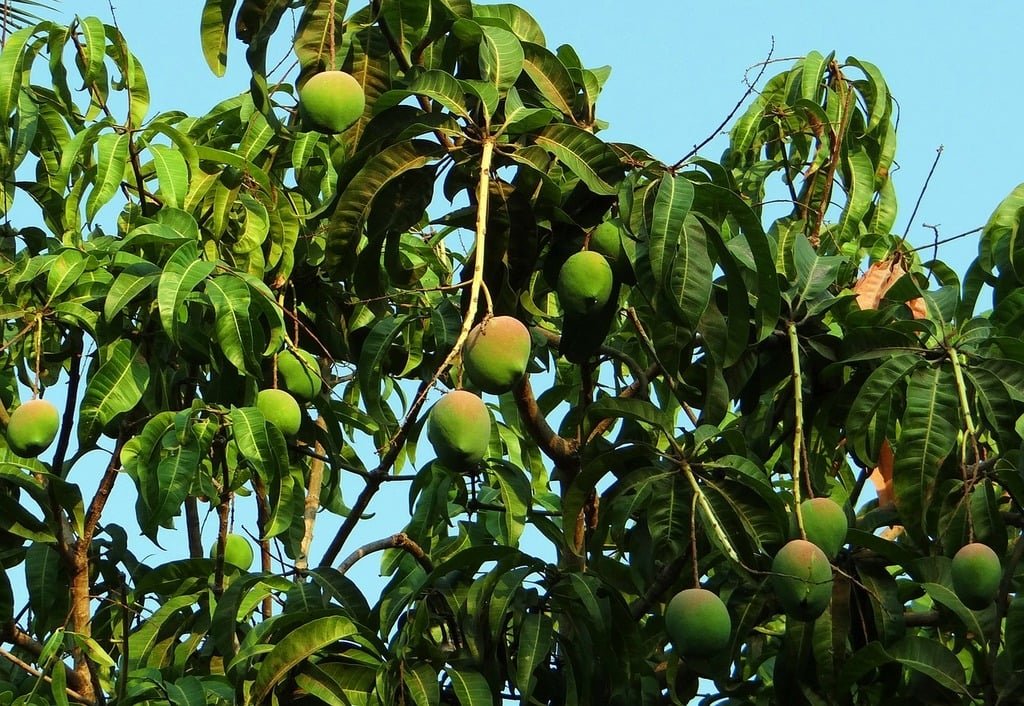 আমের ফলন বৃদ্ধি ও মান বৃদ্ধির পদ্ধতি