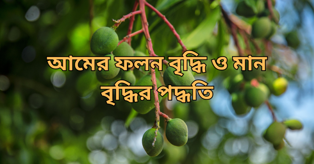 আমের ফলন বৃদ্ধি ও মান বৃদ্ধির পদ্ধতি