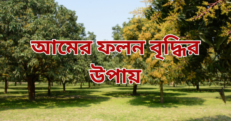 আমের ফলন বৃদ্ধির উপায়