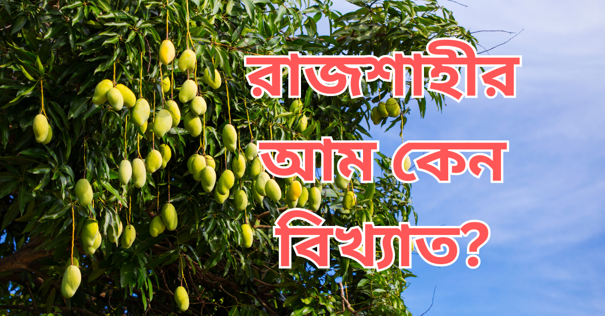 রাজশাহীর-আম-কেন-বিখ্যাত-