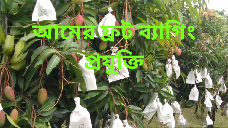 আমের ফ্রট ব্যাগিং প্রযুক্তি