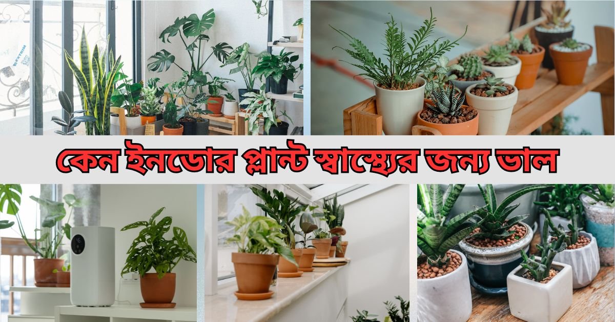 কেন ইনডোর প্লান্ট স্বাস্থ্যের জন্য ভাল