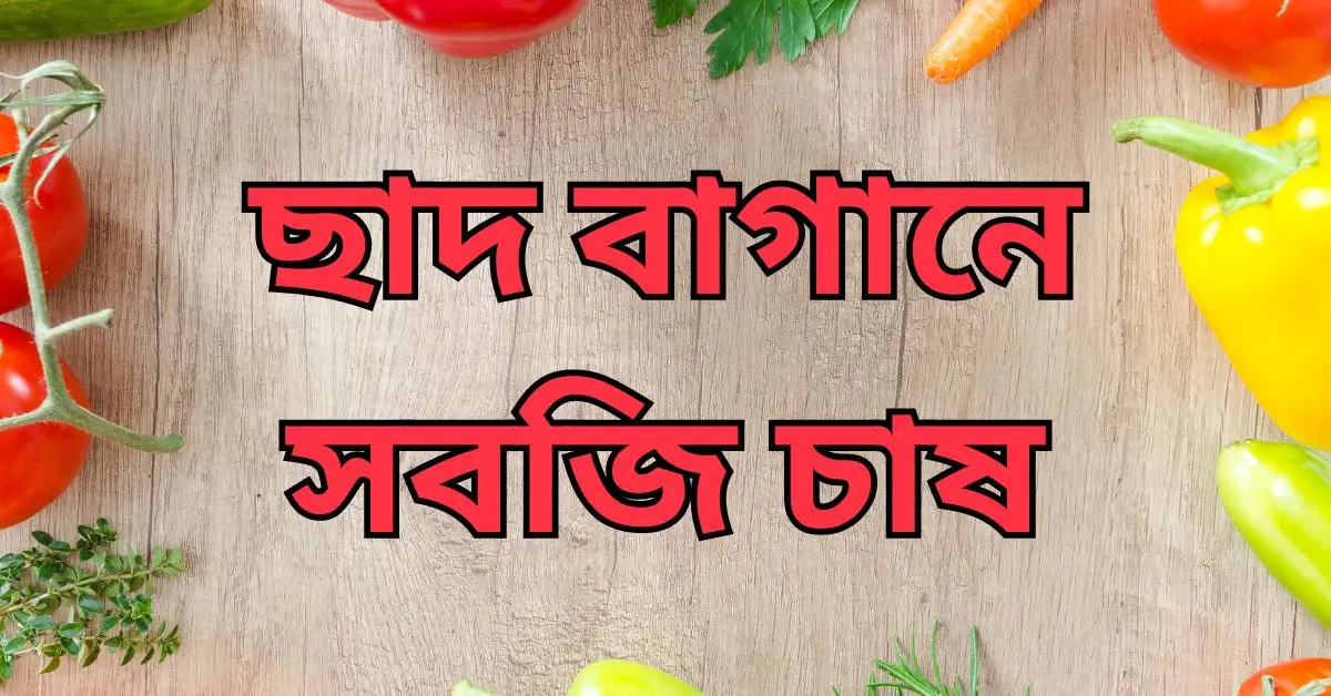 ছাদ বাগানে সবজি চাষ