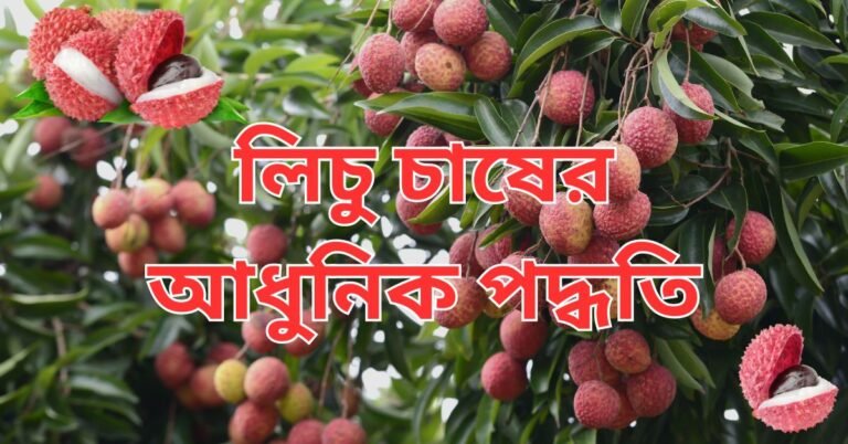 লিচু চাষের আধুনিক পদ্ধতি