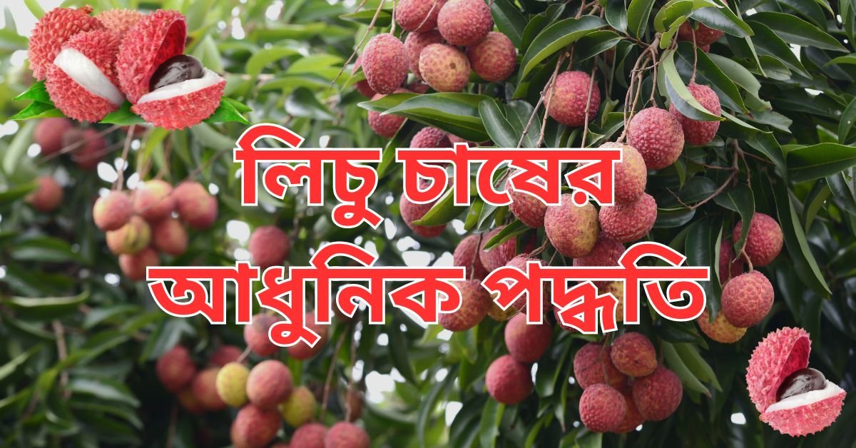 লিচু চাষের আধুনিক পদ্ধতি