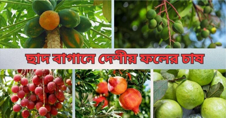 ছাদ বাগানে দেশীয় ফলের চাষ