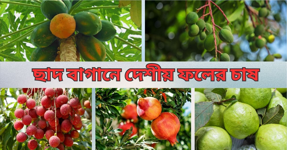 ছাদ বাগানে দেশীয় ফলের চাষ