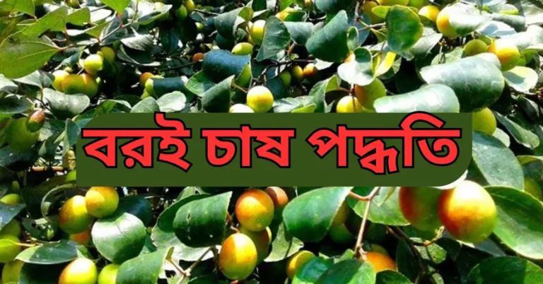 বরই চাষ পদ্ধতি