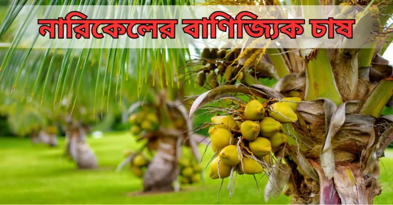 নারিকেলের বাণিজ্যিক চাষ