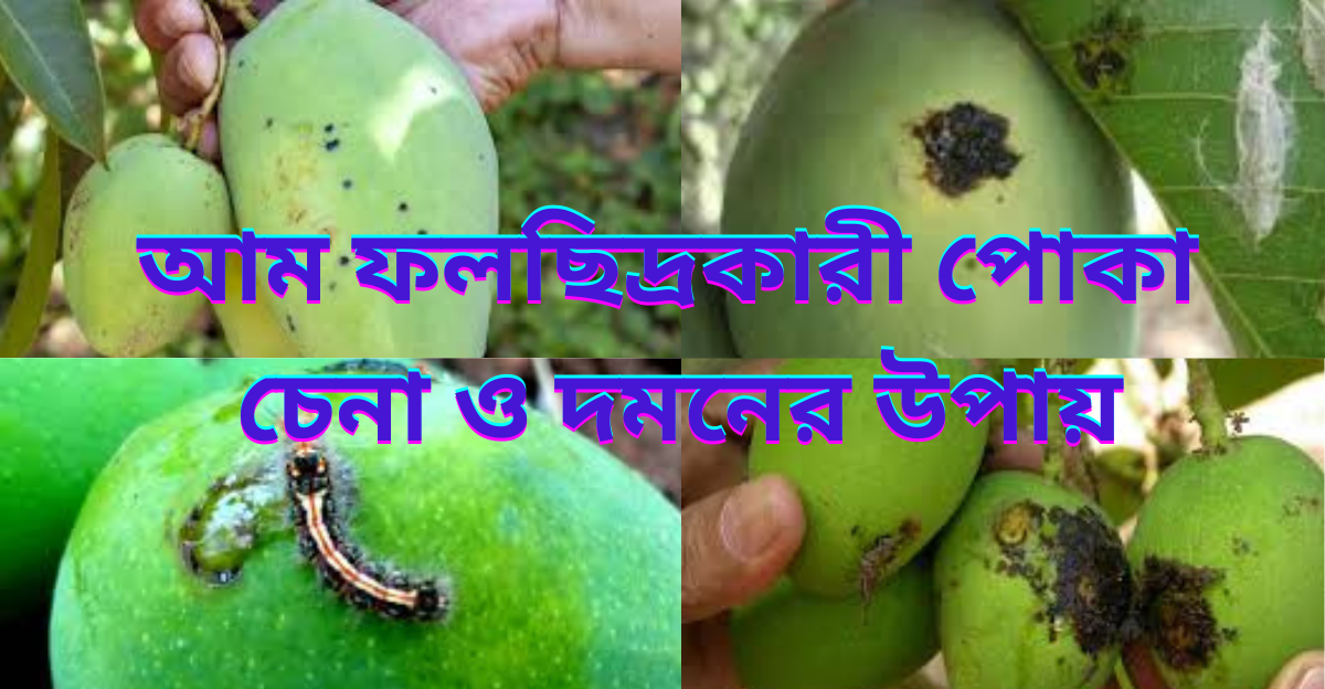 আম ফল ছিদ্রকারী পোকা চেনা ও দমনের উপায়