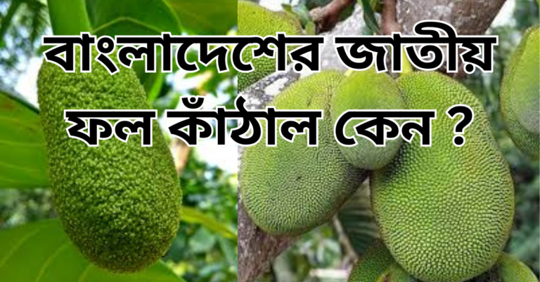 বাংলাদেশের জাতীয় ফল কাঁঠাল কেন ?