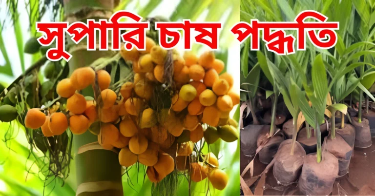 সুপারি চাষ পদ্ধতি