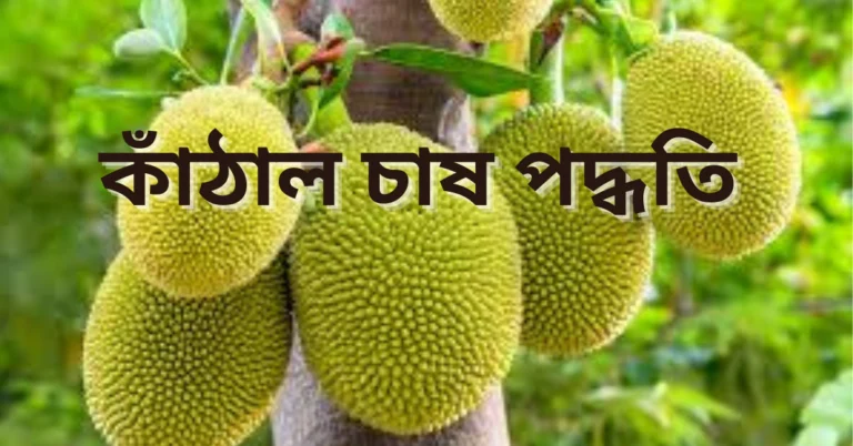 বর্তমান গ্রীষ্মকালে বাজারে কাঁঠালের চাহিদা ব্যাপক। সে সাথে বাজারে পাওয়া যাচ্ছে ভালো দাম। কৃষকরা কাঁঠাল চাষে লাভবান হচ্ছেন। জানুন কাঁঠাল চাষের সঠিক নিয়ম।আমরা সবাই জানি কাঁঠাল একটি গ্রীষ্মকালীন ফল এবং গ্রীষ্মকালে কাঁঠালের প্রচুর চাহিদা থাকে বাজারে। তাই অনেক কৃষক ভাই গ্রীষ্মকাল আসার অনেক আগে থেকেই তাদের বাগানে কাঁঠাল গাছ চাষ করে থাকে। যাতে তারা গ্রীষ্মকাল আসার সাথে কাঁঠাল গাছ থেকে কাঁঠাল সংগ্রহ করে কাঁঠাল বাজারে বিক্রি করে আর্থিকভাবে লাভবান হতে পারেন। তাই নিচে জানুন কিভাবে সঠিক নিয়মে কাঁঠাল গাছ চাষ করে কাঁঠাল বিক্রি করে আর্থিকভাবে লাভবান হওয়া যায় সে সম্পর্কে। কাঁঠাল গাছ চাষের জন্য জমি নির্বাচনঃ প্রায় সব মাটিতে কাঁঠার চাষ করা গেলেও কাঁঠাল গাছ চাষের উপর্যুক্ত জমি বা মাটি হলো দোআঁশ ও পলিমাটি। তবে সেচের পর্যাপ্ত সুবিধা থাকলে এঁটেল মাটি ও লাল মাটিতেও কাঁঠাল চাষ করা যায়। আর বাংলাদেশের অম্লভাবাপন্ন লাল মাটির অঞ্চল যেমনঃ- মধুপুর, রাঙ্গামাটিতে কাঁঠালের উৎপাদন ভালো হয়।কাঁঠাল চাষের জন্য সমৃদ্ধ ও সুরক্ষিত মাটি প্রয়োজন। জমির মাটি দো আস হতে হবে। সঠিক প্রস্তুতি করা জমিতে কাঁঠাল চাষের জন্য গুরুত্বপূর্ণ ভুমিকা । যেমন, জমি মাটির আবশ্যক সমিদ্র উপকরণ সমৃদ্ধ করা এবং জমি উত্তম পানির পরিস্থিতি নিশ্চিত করা।অনুমতি প্রাপ্ত জমি যে কোনও অবস্থায় উচ্চ ফলনের জন্য উচিত। সঠিক সুবিধা সমূহ যেমন পানি, সুরক্ষা, ও পরিচ্ছন্নতা ধরন সমৃদ্ধ করা উচিত। স্থানীয় জমির উপযোগীতা এবং জমির ধরণ মন্তব্য করা জরুরি।উচিত জমির আবাদ সম্পন্ন করা জরুরি। কাঁঠালের চাষের জন্য উত্তম ফলন পেতে কাঁঠালের চাষ বেশি সমৃদ্ধতম হতে পারে। তাদের আচরণ সংকেত মন্তব্য করা উচিত। এই সব বিষয়ের উপর ভিত্তি করে উচিত জমি নির্বাচন করা যেতে পারে। এটি কাঁঠাল গাছের উচ্চ ফলন এবং সফলতা হিসাবে প্রভাবিত করতে পারে। কাঁঠাল চাষের জন্য আবহাওয়া ও জলবায়ু নির্বাচন বাংলাদেশের জলবায়ু কাঁঠাল চাষের খুবই উপযোগী। উষ্ণ ও আর্দ্র জলবায়ু হচ্ছে কাঁঠাল চাষের উপর্যুক্ত আবহাওয়া। আর শীত প্রধান ও তুষারপাতের এলাকা কাঁঠাল চাষের জন্য সর্বোত্তম। কাঁঠাল চাষের সময় নির্বাচন: কাঁঠাল চাষের নির্দিষ্ট কোনো সময় সীমা নেই। কারণ, কাঁঠাল গাছ বড় হলে তারপর কাঁঠাল ফর দেয়। তবে গাছে কাঁঠাল ফল ধরা ও পাঁকার সময় মাথায় রেখে কাঁঠাল গাছ চাষ করতে হবে। আর কাঁঠাল গাছে কাঁঠাল ধরার সময় হলো অগ্রহায়ণ-পৌষ মাসে এবং কাঁঠাল পাকার সময় হলো জ্যৈষ্ঠ-আষাঢ় মাসে। তাই সেই বিবেচনা করে বর্ষাকালে কাঠাল গাছ চাষ করার উপর্যুক্ত সময়। আর কাঠাল গাছ চাষের উপর্যুক্ত সময় হলো মধ্য জ্যৈষ্ঠ মাস থেকে মধ্য শ্রাবণ মাস। অর্থাৎ বর্সাকালের শুরুতে কাঁঠাল গাছের চারা রোপন করতে হয়। কাঁঠালের জাত নির্বাচন: কাঁঠালের অনেক জাত রয়েছে। তবে আমাদের দেশে কাঁঠালের ২ টি জাত চাষ বেশি করা হয়। কাঠালের সেই ২টি জাত হলোঃ- গালা ও খাজা। কাঁঠালের চারা তৈরি: বীজ বোনার সময়: সঠিক বীজ নির্বাচন করুন। যেহেতু কাঁঠালের চারা চাষের প্রক্রিয়াটি অত্যন্ত গুরুত্বপূর্ণ, তাই আপনার যে বীজটি ব্যবহার করবেন তা অত্যন্ত গুণমানের হতে হবে। বীজ বোনার প্রস্তুতি: বীজগুলি বোনার জন্য উপযুক্ত জমি নির্বাচন করুন। সঠিক জমি তৈরির জন্য মাটি ভালো গুণমানের হতে হবে। জমিতে বীজগুলি প্রায় ২৫-৩০ সেন্টিমিটার গভীরে বোনা উচিত। সময়ের নির্বাচন: সম্পূর্ণ প্রস্তুতিতে মাঝারি অবস্থা সম্পন্ন হতে হবে। সাধারণত সময়গুলি পাওয়া যায় বৈশাখ-জেষ্ঠ মাসে। সঠিক দৌরান্ত মধ্যে বীজগুলি রক্ষা করা: চারা তৈরির সময়ে বীজগুলির পরিস্থিতি ভালো থাকা উচিত। চারাগুলি প্রতিদিনের আলো, তাপমাত্রা ও আবহাওয়া পরিচালনা করা উচিত যাতে তা সুরক্ষিত ও স্বাস্থ্যকর থাকে। সঠিক সেচ: চারা তৈরির সময়ে প্রতিদিন মাঝারি পরিমাণে পানি প্রয়োজন। তবে, লম্বা দ্বিতীয় মসলা খাত থেকে অধিক পানি থাকতে না হয়ে জমি আবশ্যকভাবে সেচ করা উচিত। পরিচ্ছন্নতা ধরণ: চারা তৈরির সময়ে প্রয়োজনীয় পরিচ্ছন্নতা ধরণ অনুসরণ করা উচিত, যেমন পানি দেওয়া, পরিচ্ছন্নতা ধরণ, কীটনাশক ব্যবহার ইত্যাদি। পরিবেশন ও সংরক্ষণ: সঠিক পরিবেশন ও সংরক্ষণ করা যেতে পারে যেন চারা সম্পূর্ণ উত্তরণ করতে পারে। এই সমস্ত পদক্ষেপগুলি অনুসরণ করে আপনি সফলভাবে কাঁঠালের চারা তৈরি করতে পারেন। কাঁঠালের চারা রোপন পদ্ধতি 1. কাঁঠাল চাষ করার জন্য জমির আগাছা পরিষ্কার করে ভালভাবে জমিতে চাষ দিয়ে জমি তৈরি করে নিতে হবে। 2. জমিতে কাঁঠালের চারা রোপণের ১০ দিন পূর্বে কাঁঠালের চারা সংখ্যা অনুযায়ী জমিতে ১ মিটার আকারে গর্ত খুঁড়তে হবে। 3. জমিতে প্রত্যেকটি কাঁঠাল গাছ থেকে গাছের দূরত্ব হবে সবদিকে ১২ মিটার x ১২ মিটার। 4. তারপর সেসব গর্তে কাঁঠালের চারা সোজা করে রোপন করতে হবে। কাঁঠালের চারা যাতে হেলে না যায় সেজন্য প্রয়োজনে কাঁঠাল চারার সাথে একটি করে খুটি দিতে হবে। 5. তারপর কাঁঠাল গাছের প্রতিটি গর্তে পরিমিত পরিমাণে সার মিশ্রিত মাটি দিয়ে ভরাট করে দিতে হবে। সরাসরি কঁঠাল চাষ পদ্ধতি কঁঠালের চারা এছাড়া চাইলে কাঁঠাল চাষ করার জন্য এত কষ্ট না করে বা কাঁঠালের চারা তৈরী না করে সরাসরি মাটিতে গর্ত করে প্রতিটি গর্তে প্রয়োজন মতো সার প্রয়োগ করে কাঁঠালের ২-৩ টি বীজ একসাথে প্রতিটি গর্তে বপন করে দেওয়া যায়। এতে সময়ও কম লাগে কাঁঠাল চাষের জন্য। কাঁঠাল চাষে সার প্রয়োগ: জিপসাম: জিপসাম কাঁঠালের জন্য প্রধান সার হিসাবে প্রয়োগ করা হয়। এটি জমির পিএইচ ও জিপি সম্পৃক্ত মান উন্নত করে এবং অধিক আবশ্যিক পোষক উপাদান উপাদানগুলি পুনর্গঠিত করে। নাইট্রোজেন: নাইট্রোজেন প্রধানত কাঁঠালের ভালো বৃদ্ধির জন্য প্রয়োগ করা হয়। এটি গাছের বৃদ্ধি ও পাতা ও মুচলির উন্নত উত্তোলন উত্তেজন করে এবং ফলন বাড়াতে সহায়ক হতে পারে। ফসফোরাস: ফসফোরাস কাঁঠালের মৌলিক পোষক উপাদান হিসাবে কাজ করে। এটি মৌলিক বৃদ্ধি, ফুলের উন্নত উত্তোলন, গাছের কাঠিন্য এবং ফলনের বৃদ্ধির জন্য গুরুত্বপূর্ণ। পোটাশিয়াম: পোটাশিয়াম কাঁঠালের মৌলিক পোষক উপাদান হিসাবে কাজ করে এবং ফলনের জন্য গুরুত্বপূর্ণ। এটি ফলনের সংখ্যা ও গাছের সামগ্রিক প্রতিষ্ঠান বৃদ্ধি উত্তেজন করে। ক্যালসিয়াম ও ম্যাগনেশিয়াম: এই পোষক উপাদানগুলি কাঁঠালের সামগ্রিক উন্নত বৃদ্ধি এবং প্রতিষ্ঠান সাপ্লাই করে। এগুলি গাছের পাতা, ফুল, ফল, এবং রেজিং পরিষ্কার ও সুস্থ রাখে। সারের পরিমাণ এবং প্রয়োগের সময়: সঠিক সারের পরিমাণ এবং প্রয়োগের সময় গুরুত্বপূর্ণ যাতে আপনি সঠিক ফলন পেতে পারেন। উপরোক্ত সারের ধরণ এবং তাদের প্রয়োগের সময় পরিমাণের উপর ভিত্তি করে, আপনি কাঁঠালের উচ্চ ফলন এবং ভালো গুণগত ফল পেতে পারেন। তবে, প্রতিটি জমি ও পরিস্থিতি মন্তব্য করে সারের প্রয়োগের পরিমাণ এবং সময় নির্ধারণ করা উচিত। কাঁঠাল গাছ চাষে পরিচর্চা: কাঁঠাল গাছ চাষের ক্ষেত্রে একটি কথা মনে রাখতে হবে তা হলো বছর বছর কাঁঠাল গাছ যত বড় হবে গাছে সার প্রয়োগের পরিমাণও ততই বাড়াতে হবে। গাছে কে বৃদ্ধির জন্য নিয়মিত কাঁঠাল গাছে সেচ বা পানি দিতে হবে। কাঁঠাল গাছের চারপাশের আগাছা গুলো পরিষ্কার করে দিতে হবে। কাঁঠাল গোছের রাগ-বালাই ও পোকা মাকড় ব্যবস্থাপনা কাঁঠাল পঁচা রোগ ও প্রতিকার: কাঁঠাল গাছের সাধারন্ত কাঁঠাল পঁচা রোগ হয় এক ধরণের ছত্রাকের আক্রমণের কারনে। এ রোগের আক্রমণে কাঁঠাল ফলের গায়ে বাদমি রঙের দাগ সৃষ্টি হয় এবং শেষ পর্যন্ত আক্রান্ত কাঁঠাল ফল গাছ থেকে ঝড়ে পড়ে যাই। এই কাঁঠাল পঁচা রোগের প্রতিকার হলোঃ- কাঁঠাল গাছের নিচে ঝড়ে পড়ে থাকা পাতা ও ফল পুড়ে বা মাটিতে পুতে ফেলা। ফলিকুর ছত্রাকনাশক ০.০৫% হারে ১ লিটার পানিতে মিশিয়ে কাঁঠাল গাছে ফুল আসার পর থেকে ১০-১৫ দিন পর পর ২-৩ বার গাছে সেপ্র করা। কাঁঠাল গাছের মুচিঝরা রোগ ও প্রতিকার কাঁঠালে ছত্রাক বা জীবাণু আক্রমণের কারনে ছোট অবস্থাতেই গাছ থেকে কাঁঠাল কালো হয়ে ঝড়েপরে । তাতেই মুচিঝরা রোগ বলে। কাঁঠালের এই মুচিঝরা রোগের প্রতিকার হলোঃ প্রতিলিটার পানিতে ডাইথেন এম ৪৫ অথবা রিডোমিল এম জেড ৭৫, ২.৫ গ্রাম করে মিশিয়ে কাঁঠাল গাছে সেপ্র করতে হবে। আরোও জানুন কাঁঠাল গাছ থেকে কাঁঠাল সংগ্রহ কাঁঠাল গাছে কাঁঠাল ধরার সময় থেকে কাঁঠাল পাকতে প্রাই ১২০-১৫০ দিন সময় লেগে যাই। সাধারণত প্রতিবছর জ্যৈষ্ঠ-আষাঢ় মাসে কাঁঠাল গাছ থাকে কাঁঠাল সংগ্রহ করতে হয়। কাঁঠাল চাষ পদ্ধতি