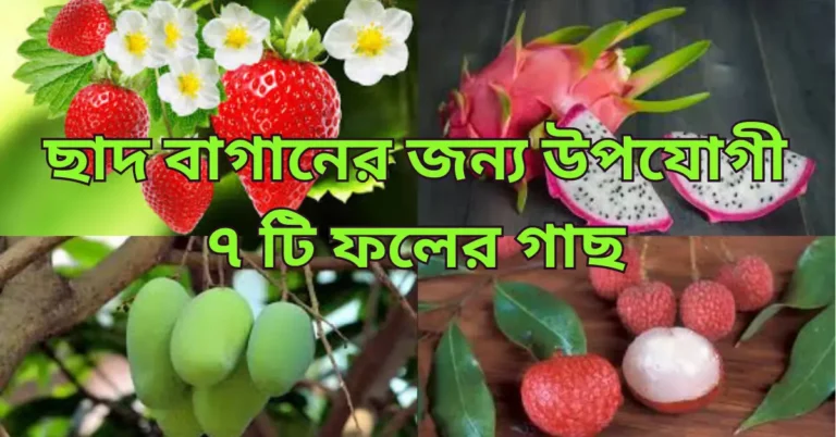 ছাদ বাগানের জন্য উপযোগী ৭ টি ফলের গাছ