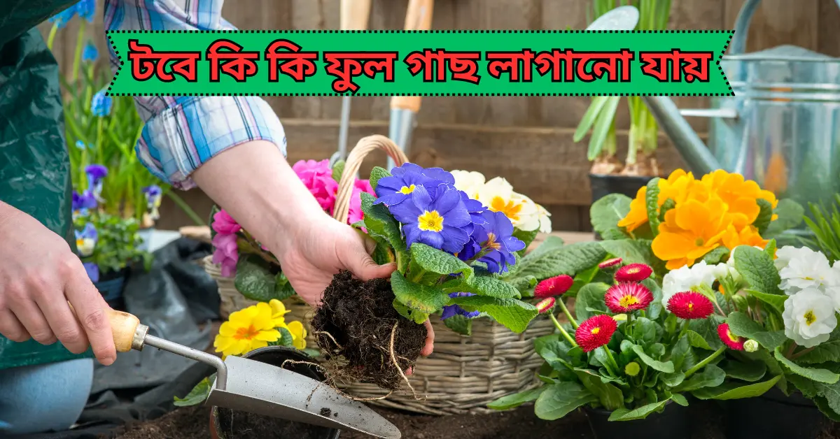 টবে কি কি ফুল গাছ লাগানো যায়