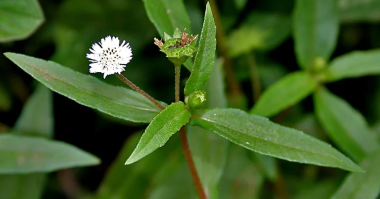 ভৃঙ্গরাজ গাছের উপকারিতা