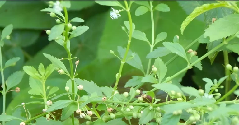 চিনি পাতা গাছের উপকারিতা