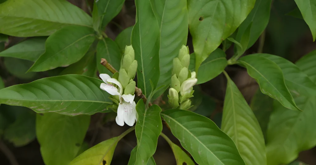 বাসক পাতা