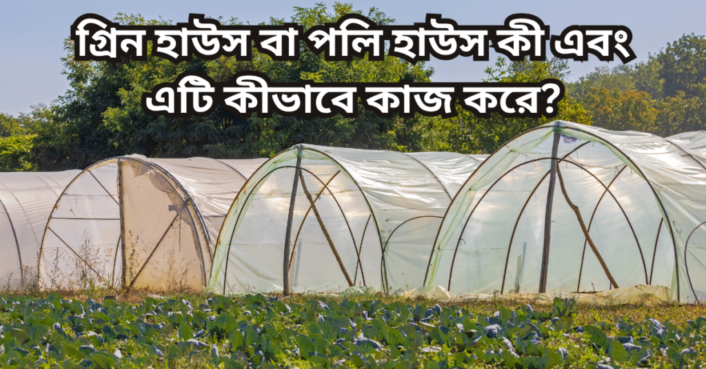 গ্রিন হাউস বা পলি হাউস কী এবং এটি কীভাবে কাজ করে