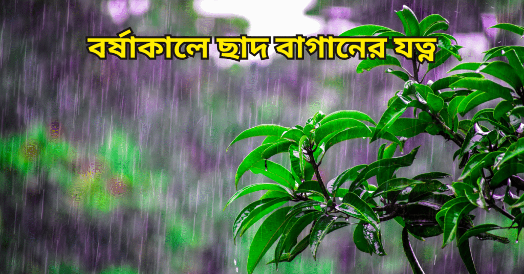 বর্ষাকালে ছাদ বাগানের যত্ন