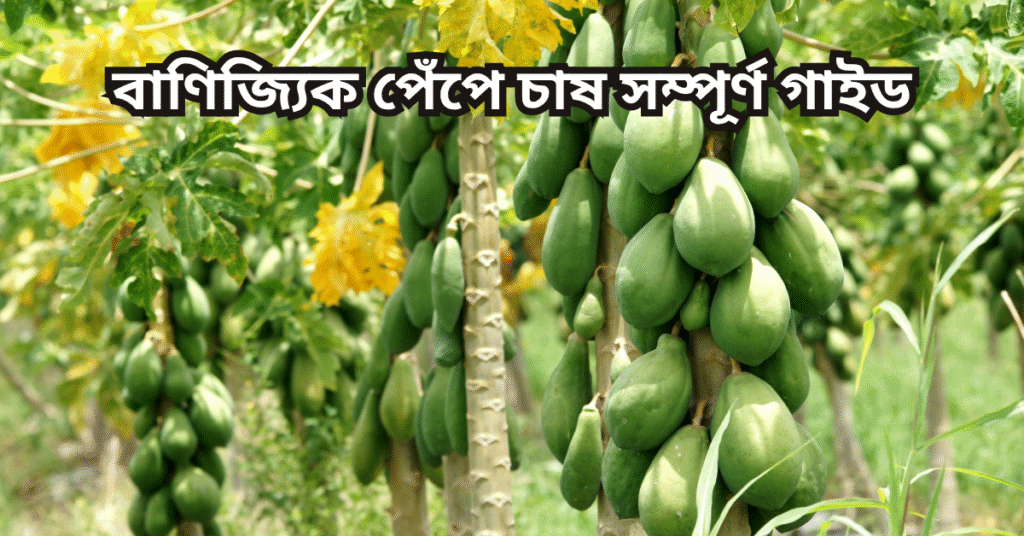 বাণিজ্যিক পেঁপে চাষ সম্পূর্ণ গাইড