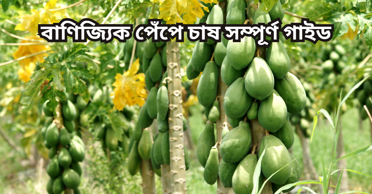 বাণিজ্যিক পেঁপে চাষ সম্পূর্ণ গাইড
