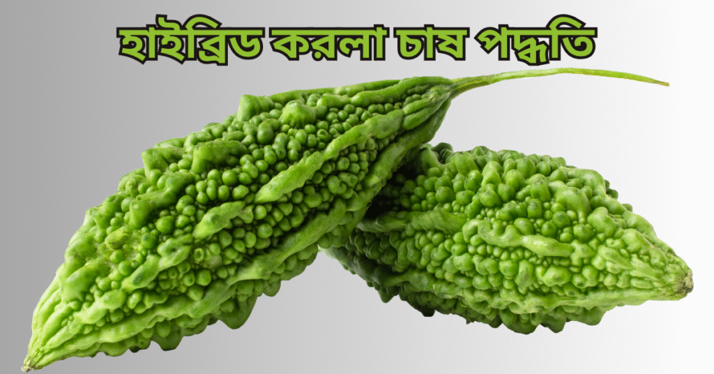 হাইব্রিড করলা চাষ পদ্ধতি