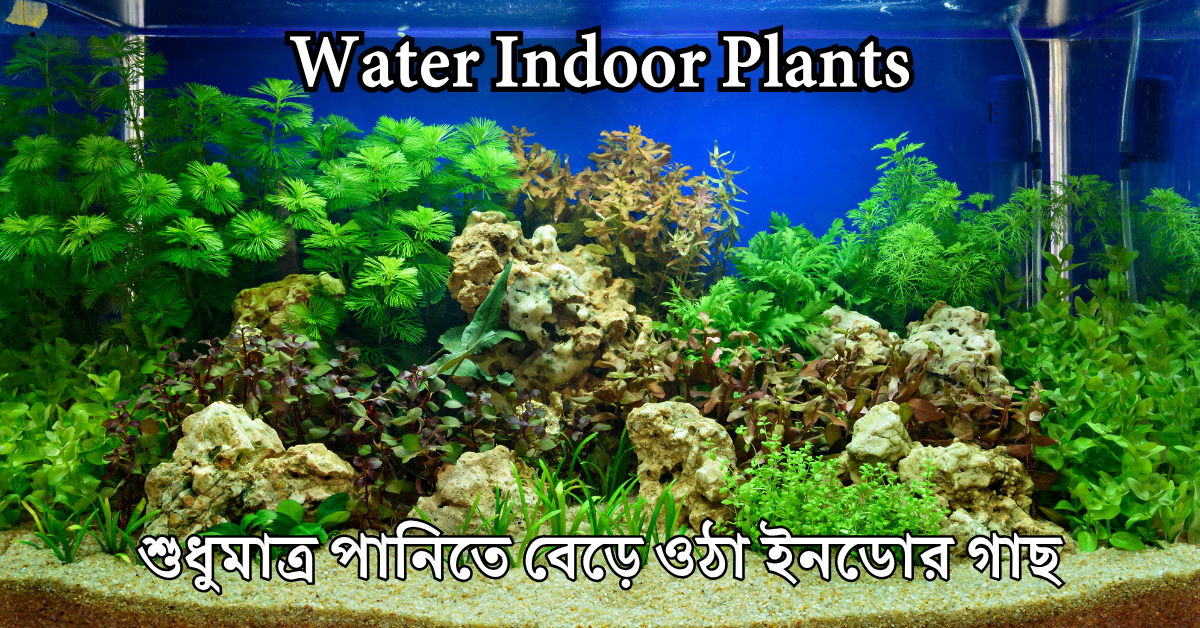 শুধুমাত্র পানিতে বেড়ে ওঠা ইনডোর গাছ