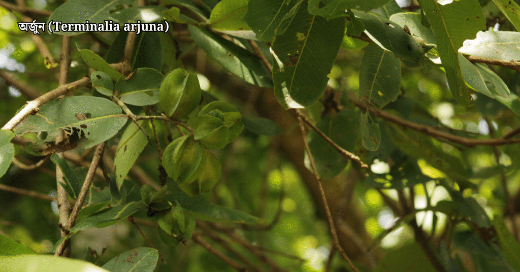 ১০টি দেশি বনজ গাছ ও তাদের ঔষধি গুণাগুণ