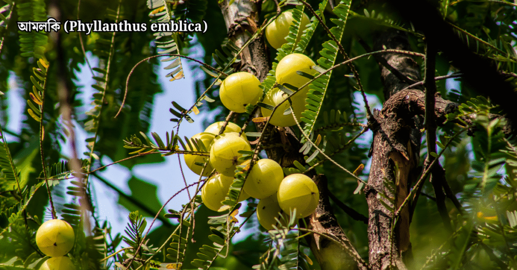 ১০টি দেশি বনজ গাছ ও তাদের ঔষধি গুণাগুণ