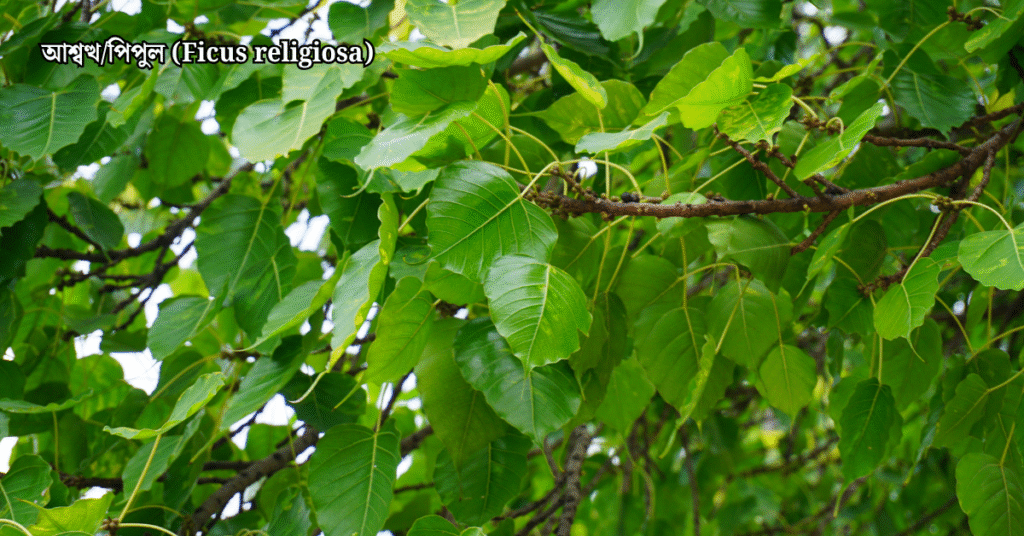 ১০টি দেশি বনজ গাছ ও তাদের ঔষধি গুণাগুণ