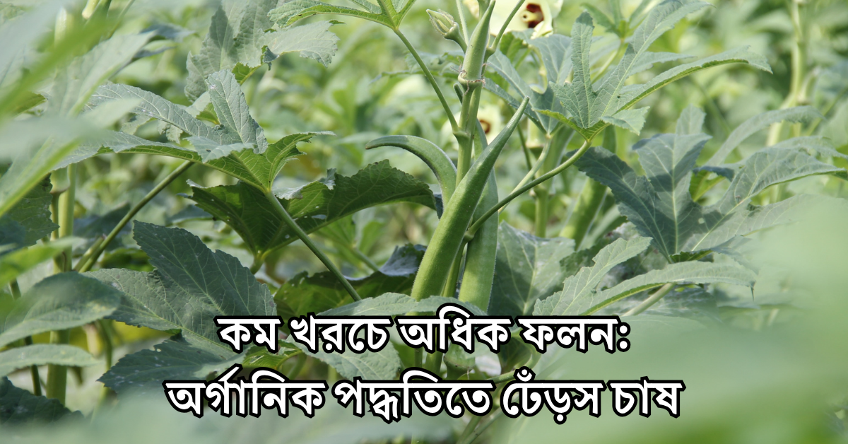 🌱 কম খরচে অধিক ফলন: অর্গানিক পদ্ধতিতে ঢেঁড়স চাষ
