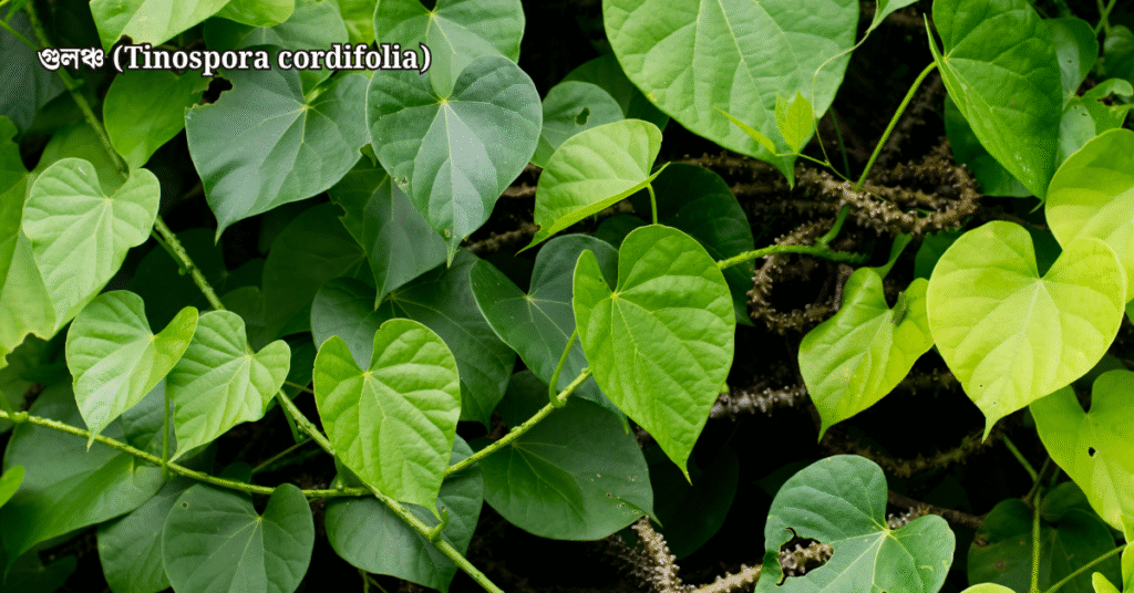 ১০টি দেশি বনজ গাছ ও তাদের ঔষধি গুণাগুণ