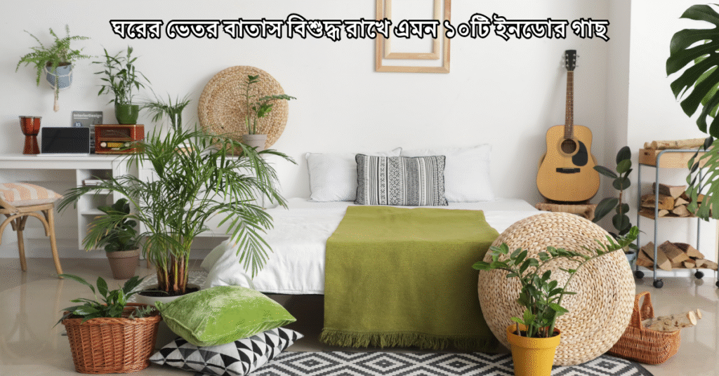 ঘরের ভেতর বাতাস বিশুদ্ধ রাখে এমন ১০টি ইনডোর গাছ