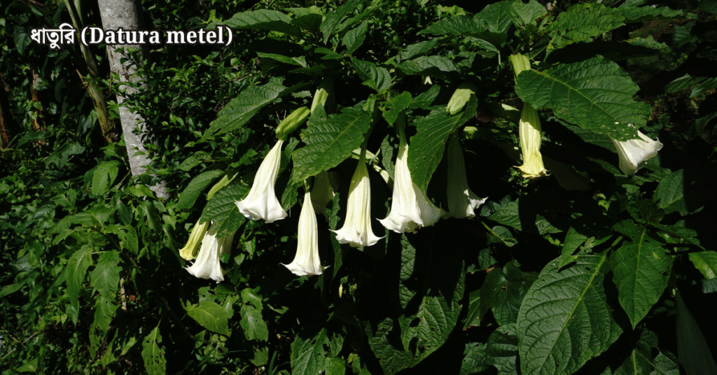 ১০টি দেশি বনজ গাছ ও তাদের ঔষধি গুণাগুণ