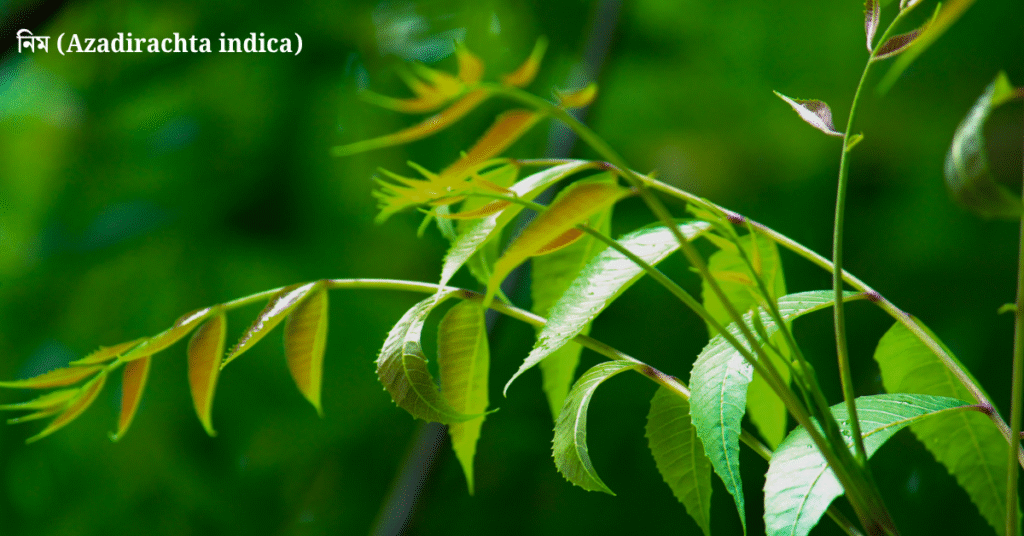 ১০টি দেশি বনজ গাছ ও তাদের ঔষধি গুণাগুণ