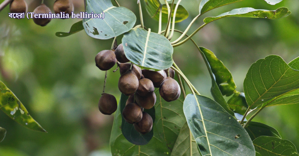 ১০টি দেশি বনজ গাছ ও তাদের ঔষধি গুণাগুণ