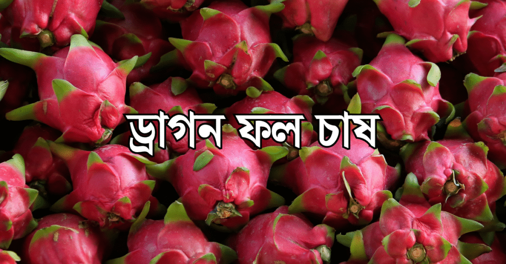 বাংলাদেশে ড্রাগন ফল চাষ : লাভ-ক্ষতির বিশ্লেষণ