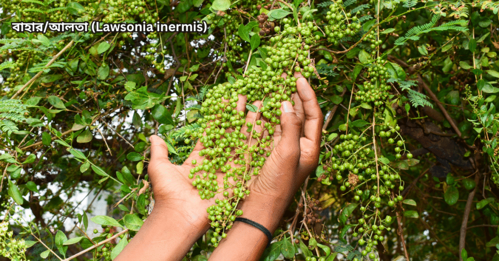 ১০টি দেশি বনজ গাছ ও তাদের ঔষধি গুণাগুণ