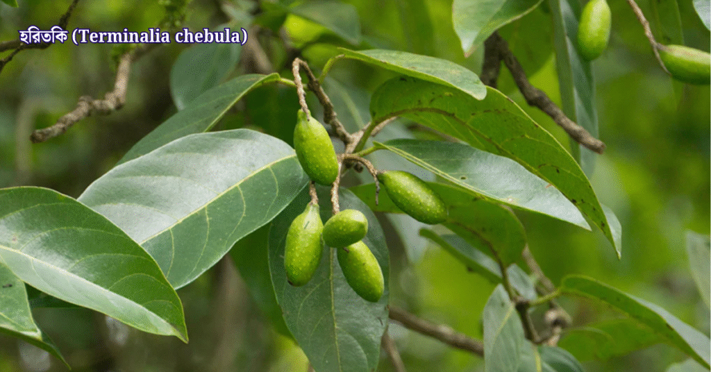 ১০টি দেশি বনজ গাছ ও তাদের ঔষধি গুণাগুণ
