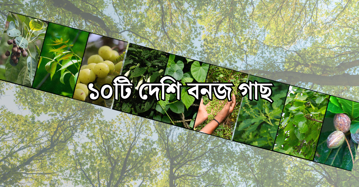 ১০টি দেশি বনজ গাছ ও তাদের ঔষধি গুণাগুণ
