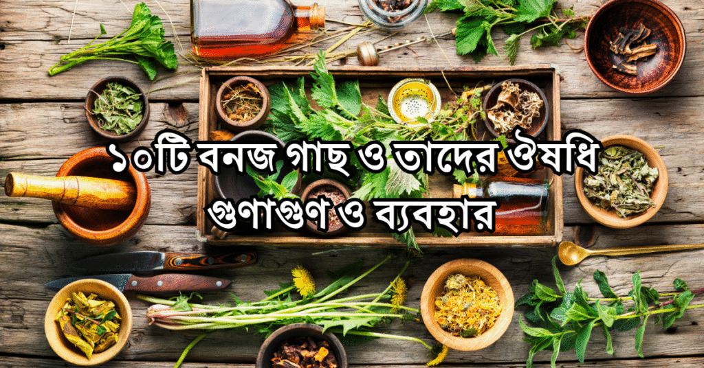 ১০টি বনজ গাছ ও তাদের ঔষধি গুণাগুণ ও ব্যবহার