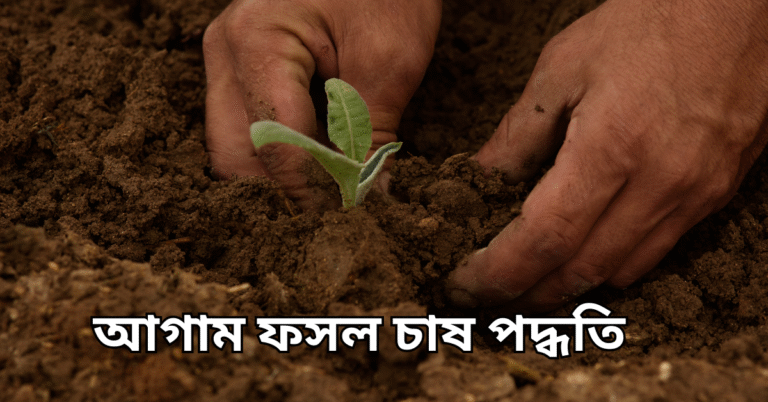 আগাম ফসল চাষ পদ্ধতি