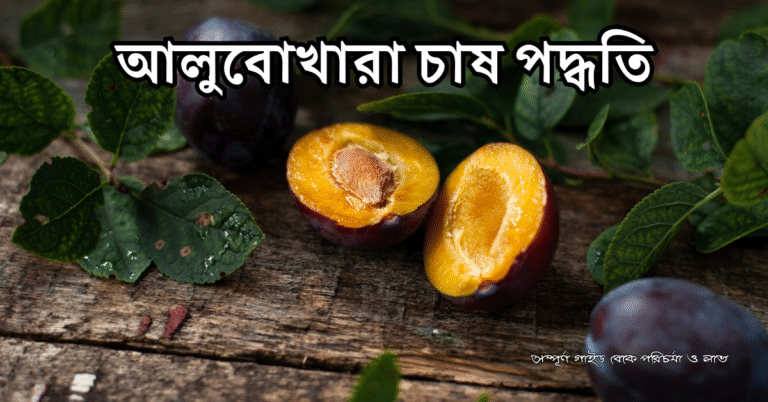 আলুবোখারা চাষ পদ্ধতি