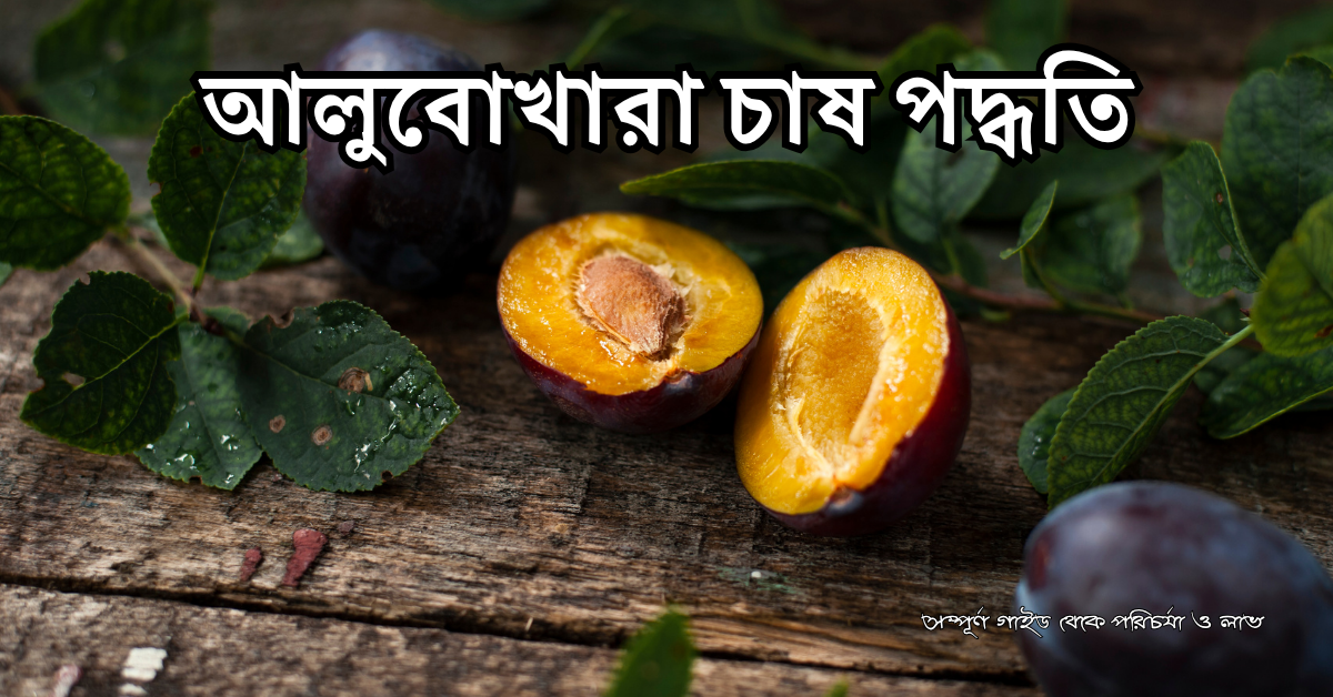 আলুবোখারা চাষ পদ্ধতি