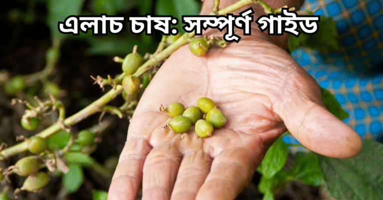 এলাচ চাষ: সম্পূর্ণ গাইড (ছাদ বাগান ও বারান্দায় চাষসহ)