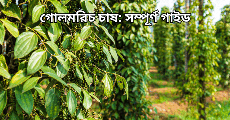 গোলমরিচ চাষ: সম্পূর্ণ গাইড