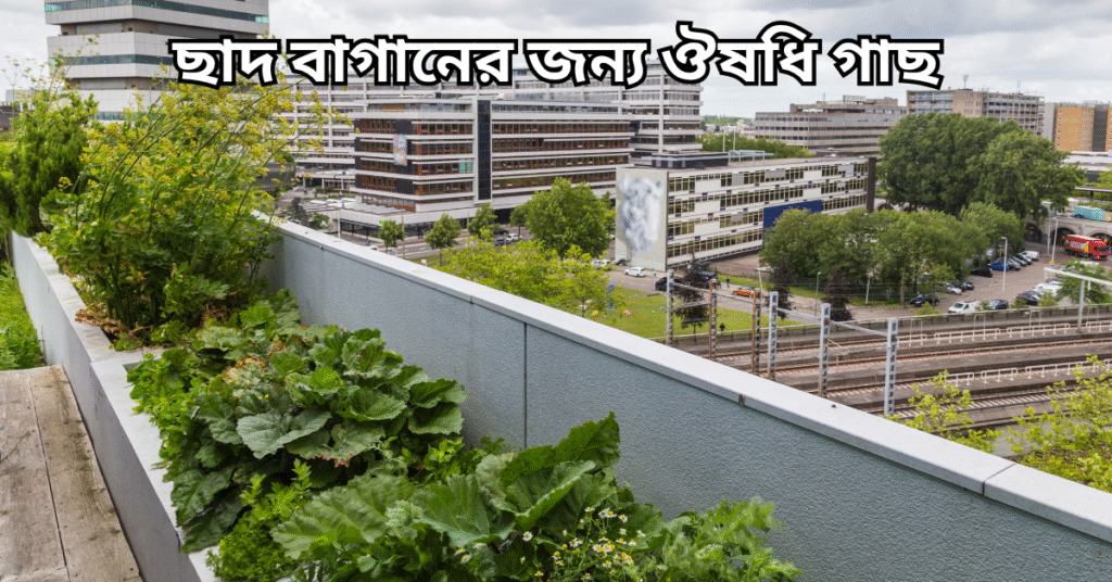 ছাদ বাগানের জন্য ঔষধি গাছ