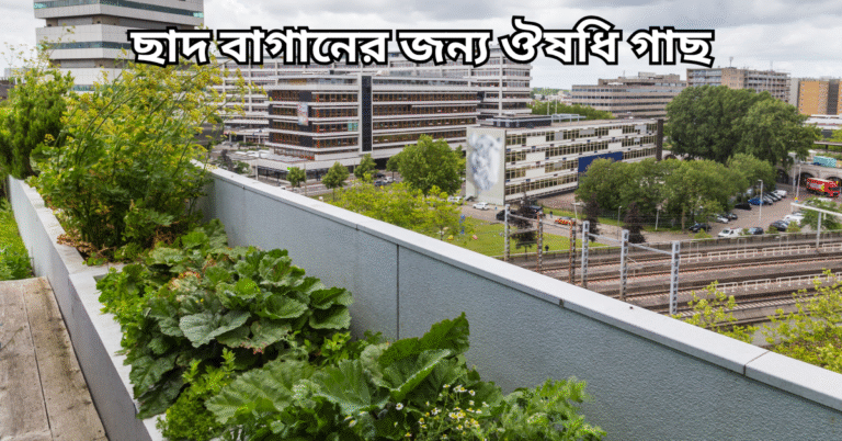 ছাদ বাগানের জন্য ঔষধি গাছ